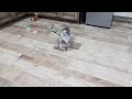 French Bulldog dogs for sale: Lily - Video 1