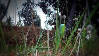 Natural Motion Of Wild Grass Flowers Blown By The Wind In The Fields