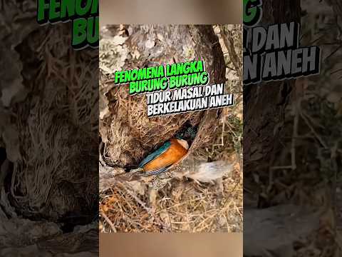 Fenomena Langka! Burung-Burung Ini Tidur Sembarangan #short #dokumenter #satwaliar