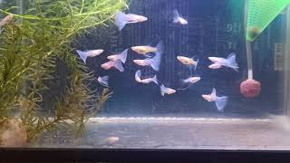 blue topaz guppy