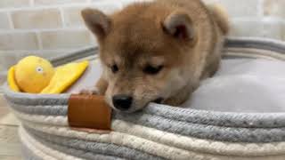 柴犬の動画01