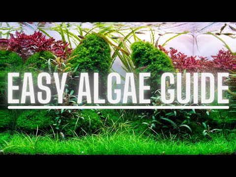 , title : 'Complete Algae Beginners Guide - Learn ALL The Basics Of The Most Common Types Of Aquarium Algae'