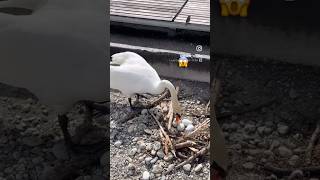 白鳥さん、、inスイス