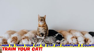 How to Train Your Cat to Stay Off Furniture & Countertops