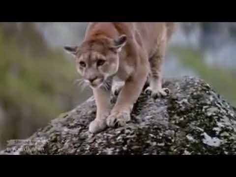Baby bear Chased by Mountain Lion || Be watchful ||