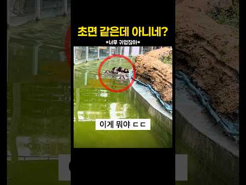난생 처음 보는 기괴한 동물?