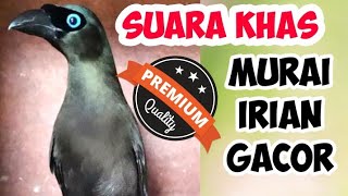 Download lagu SUARA KHAS DEOT MURAI IRIAN GACOR KICAUN LANGKA PALING BANYAK DICARI || MURAI PAPUA GACOR mp3