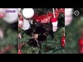 Katten en kerstbomen ... dat gaat niet altijd goed samen