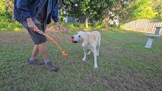 Too funny Hamish and his lesser buddy
