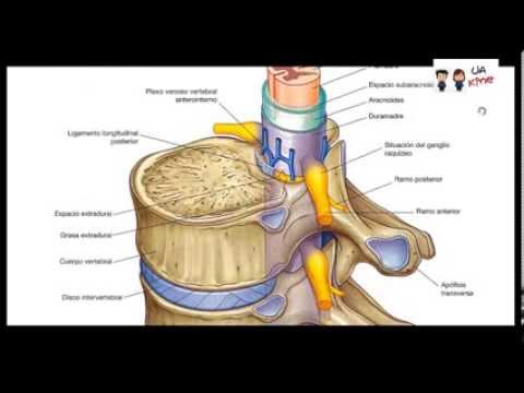 Perché non dare lospedale con osteocondrosi Se è possibile mettere una toppa di pepe nella colonna vertebrale cervicale