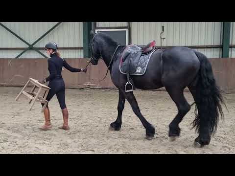 Stal Okkeam's Hartger - Gerben x Beart - stallion - 2018 - 1.70m
