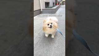 Download lagu I Would Walk 500 Miles But... mp3