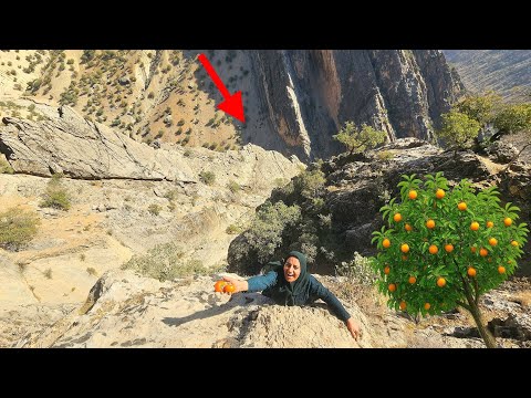 🍊 Soghra’s Adventure: Climbing Harsh Paths to Pick Persimmons for Her Children
