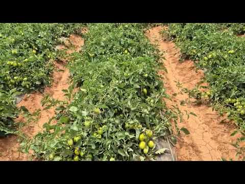 Bio-Degradable Mulch film. NO more plastic pollution.