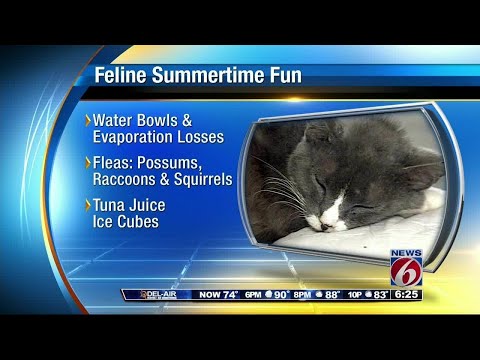 Ask a Vet - Cats and the summer heat