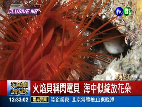 墾丁火焰貝絕跡 潛水客海中憑弔
