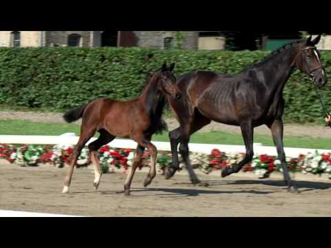 133 Favorite Girl Stute v. For Romance I - Londonderry