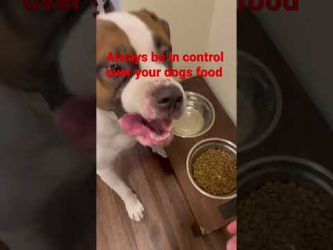 How to train your dog to not be food aggressive #dog #dogtraining