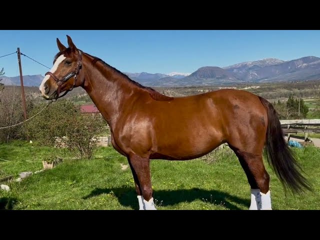 jument hanovrienne dressage 10 ans