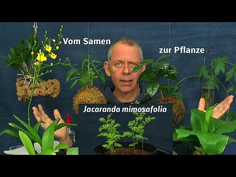 , title : 'Jacaranda mimosafolia vom Samen zur Pflanze / Bonsai und pikieren'