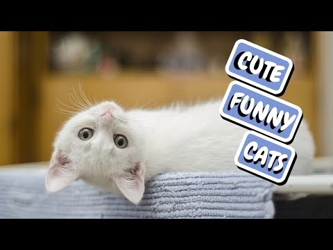 Cute Cat Compilation - Funny Cats 2019
