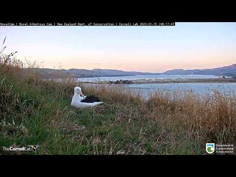 (15.01.2023) Альбатрос . Утро  -  #RoyalCam  -  Albatross . Morning