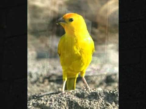 chico rey e parana  ( CANARINHO PRISIONEIRO)  .wmv