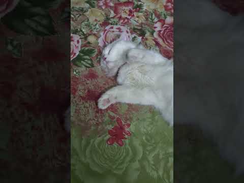 Maiza 🤣🤣#cat#cats@Maizathecat