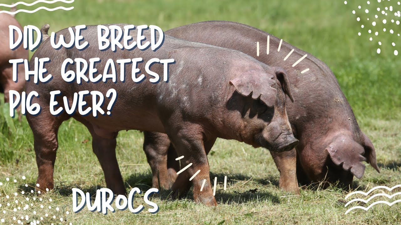Duroc Pigs: The Hog that Checks Every Box