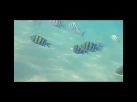 2025.Ghazala beach titan triggerfish íjhal underwater marine fish life