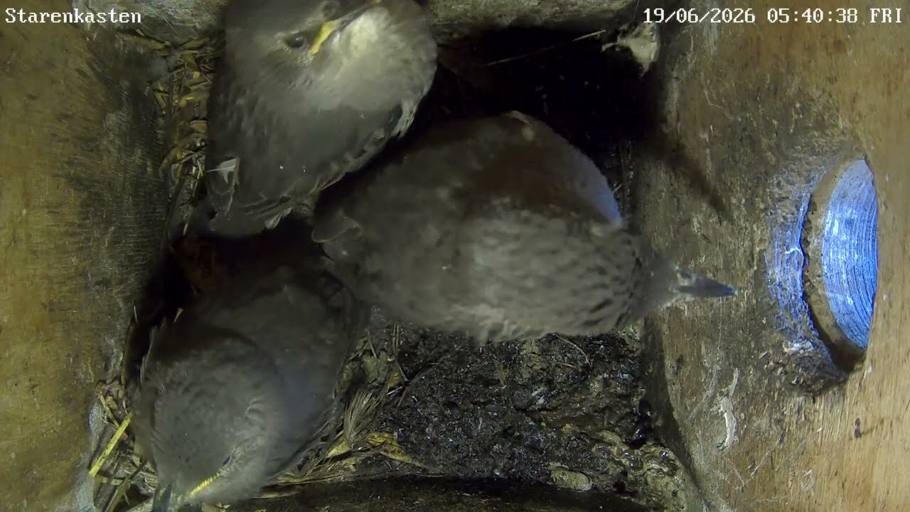 Ausflug bei den Staren im Saustall | 19.06.2026
