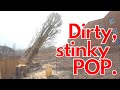 RAW: Felling Lombardy Poplar Trees