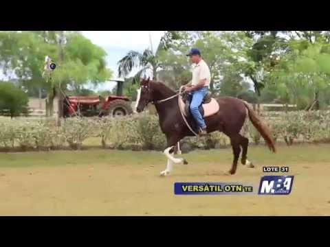 Lote 31   Versátil OTN