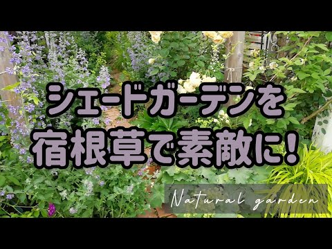 常緑の開花つる植物：一年中美しい日向でも日陰でもトップ7種のリスト  庭園
