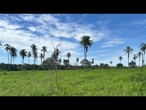 FAZENDA ESPETACULAR DE BOA,UMA JÓIA RARA! ZAP 62 98212-8176
