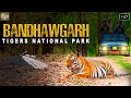 बांधवगड कें खुंखार शेरों कि कहानी Bandhawgar