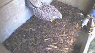 Meine Güte, gib sie endlich her.....siehste, geht doch...tschüss!