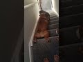 Funny Dog Surfs Down Stairs On Belly
