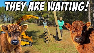 Building a Livestock FORTRESS For Our Mini HIGHLAND Cows