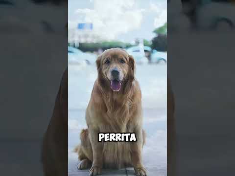 El perro espera afuera de la oficina durante días… luego su dueño ve esto 😳🐶