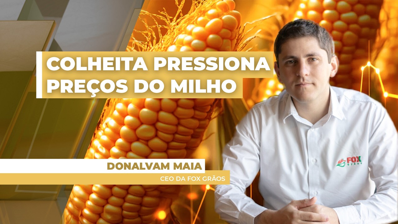 Colheita do milho traz pressão sazonal para os preços no mercado brasileiro