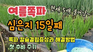 여름쪽파 키우기 쪽파씨심은지 15일째 쪽파가 많이 자랐고 쪽파칼슘결핍증상이 있어 질산칼슘을 혼용해 추비를 주…