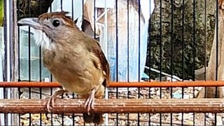 Download lagu Pancingan kapas tembak bahan,malas bunyi ‼️kapas tembak gacor suara yang di sukai lawan mp3