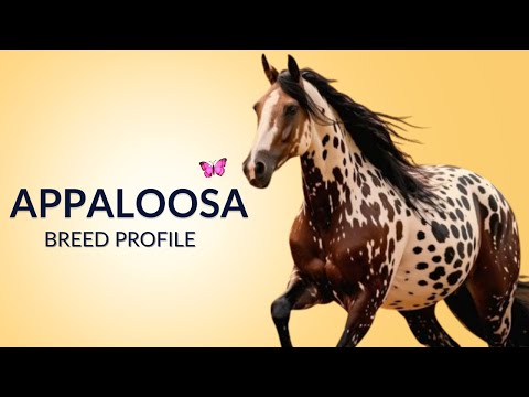 Appaloosa Horse Breed Profile History - Price - Characteristics - Training - Grooming