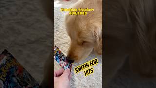 my dog loves opening packs #pokemon