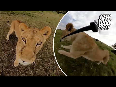 Curious lion steals GoPro and takes it for a joyride