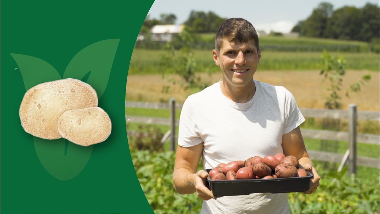 How to Grow Potatoes: The Ultimate Guide to Early Harvests and Unique Varieties