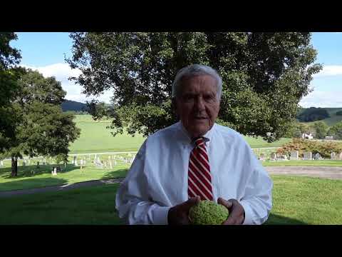 Nature Lesson - The Osage Orange