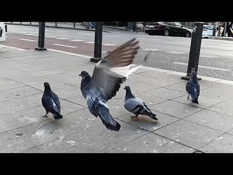 Shobby - Ft HardmaN   ȘUT 2