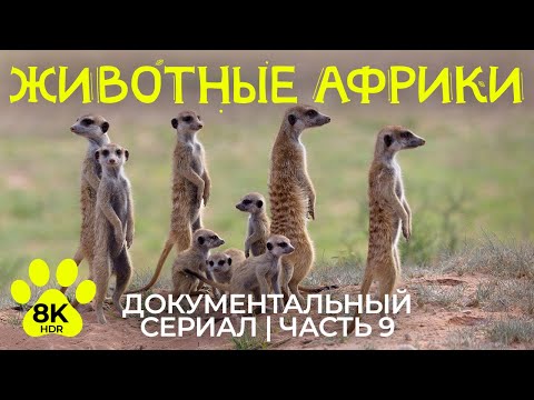 Дикая природа Африки – #9 | 8K HDR Документальный фильм о животных Трансграничного Парка Кгалагади